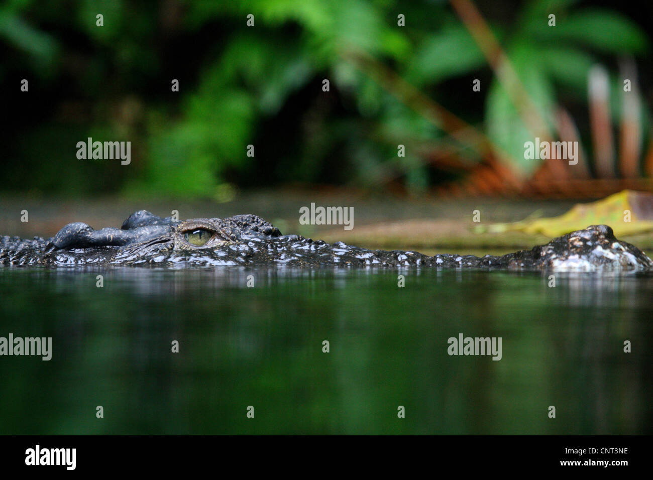 false gharial, Malayan gharial (Tomistoma schlegelii), portrait submerging Stock Photo