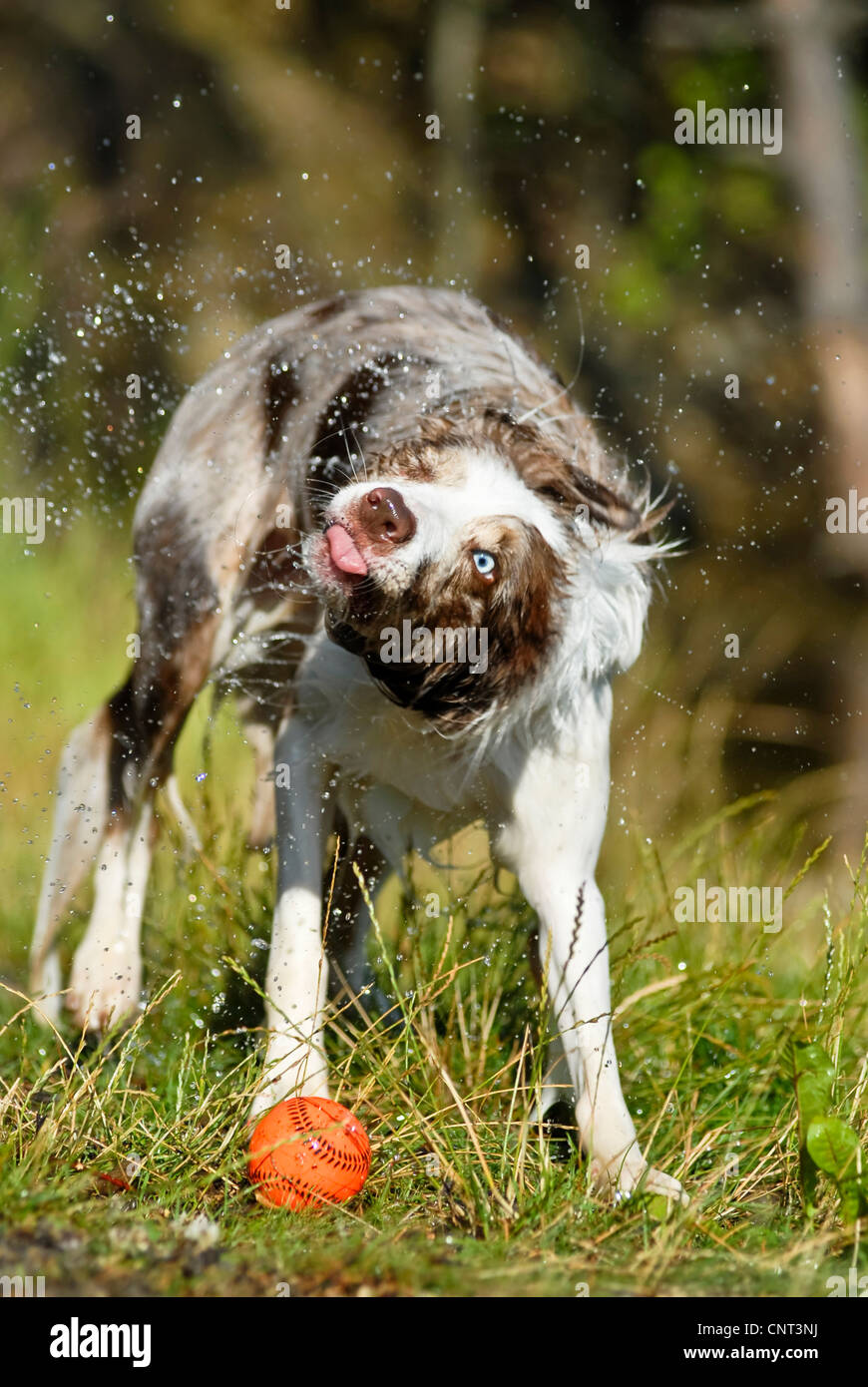 Border Collie (Canis lupus f. familiaris), shaking water out of its fur Stock Photo