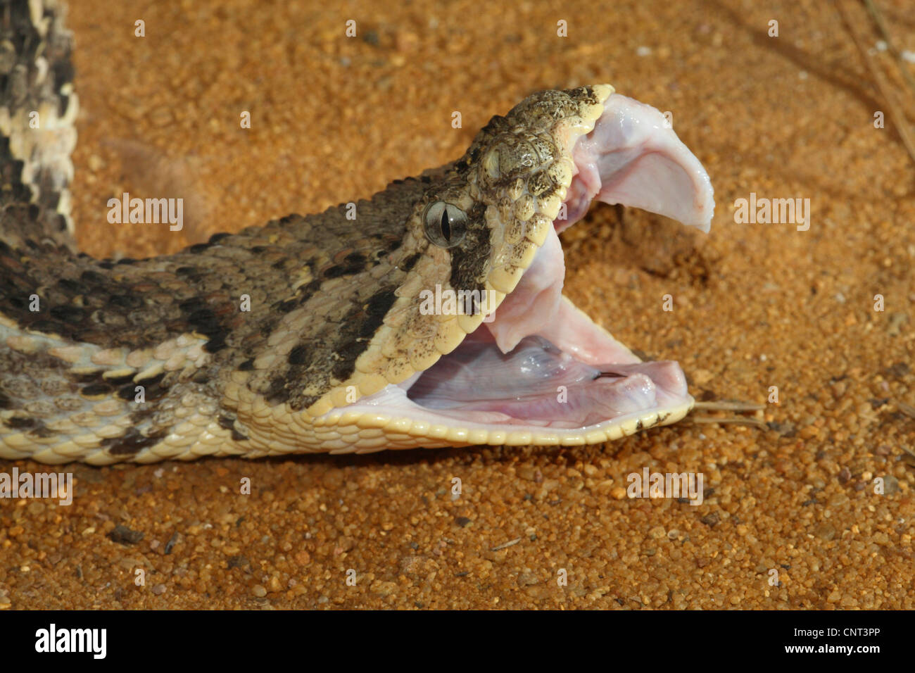 puff adder (Bitis arietans, Bitis lachesis), portrait with mouth open