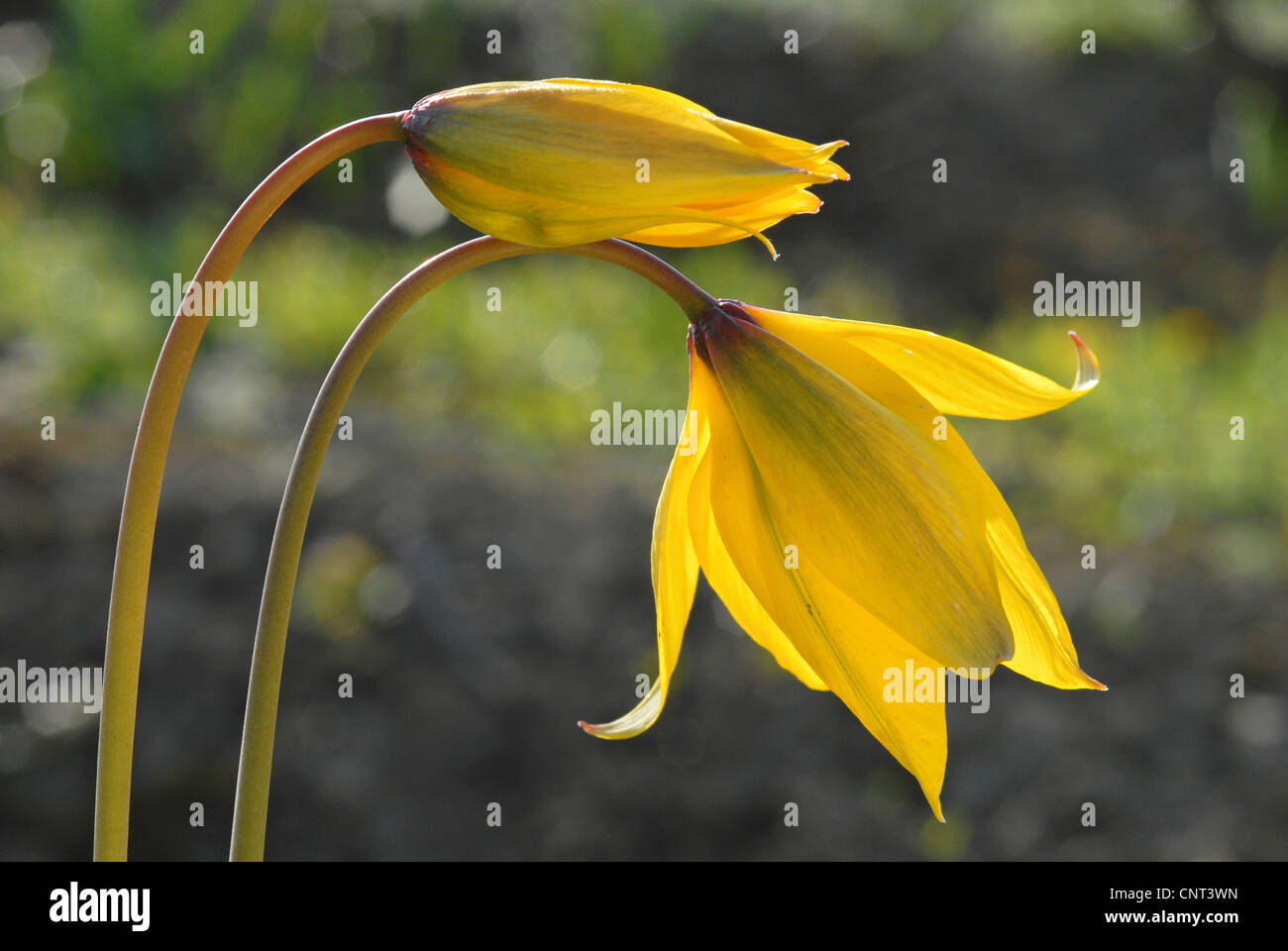 Tulipa sylvestris wild flowers hi-res stock photography and images - Alamy