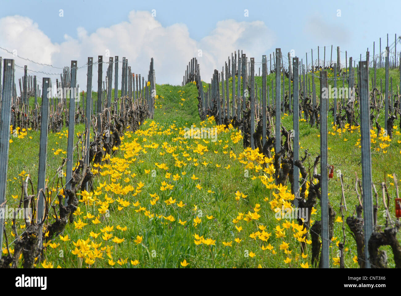 wild tulip (Tulipa sylvestris), blooming on a vineyard, Germany, Hesse Stock Photo