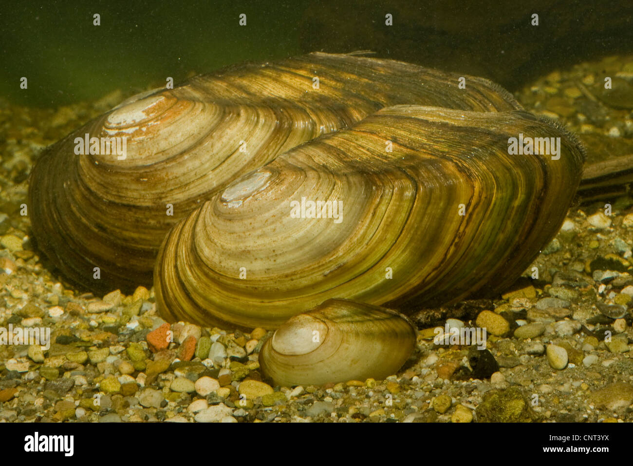 swan mussel (Anodonta cygnea), three individuals of different size, Germany, Bavaria Stock Photo