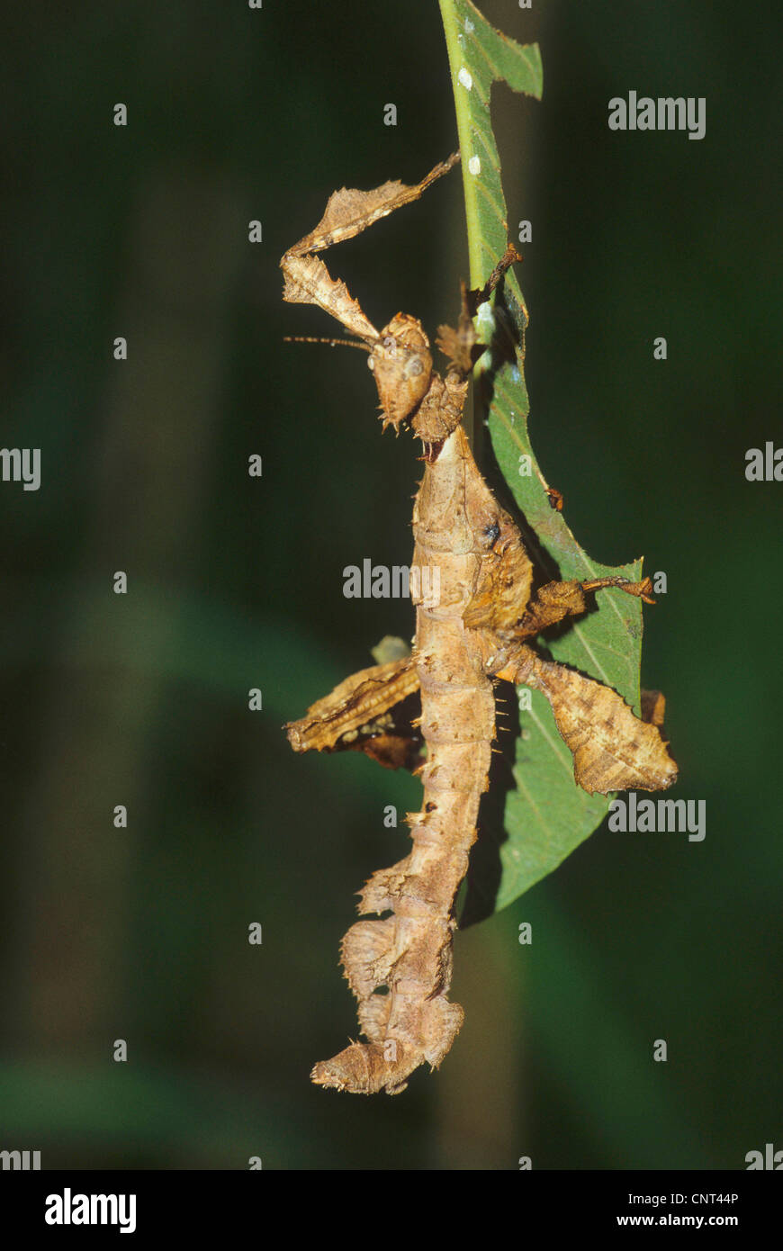 ghost manti (Phyllocrania paradoxa), feeding on leaf, Madagascar Stock Photo