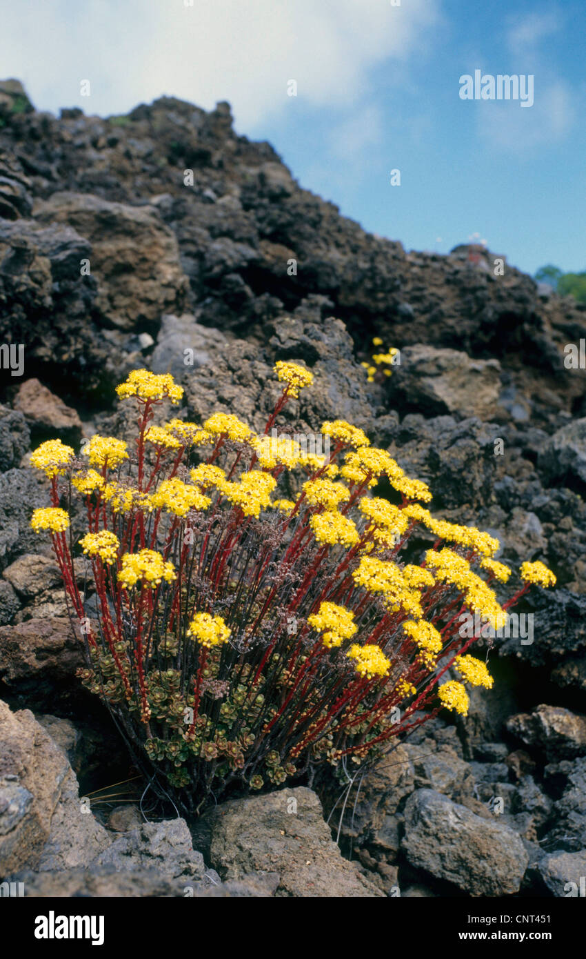 Spatulate Aeonium (Aeonium spathulatum), on lava stones in the mountains of Teneriffa, Canary Islands, Tenerife Stock Photo