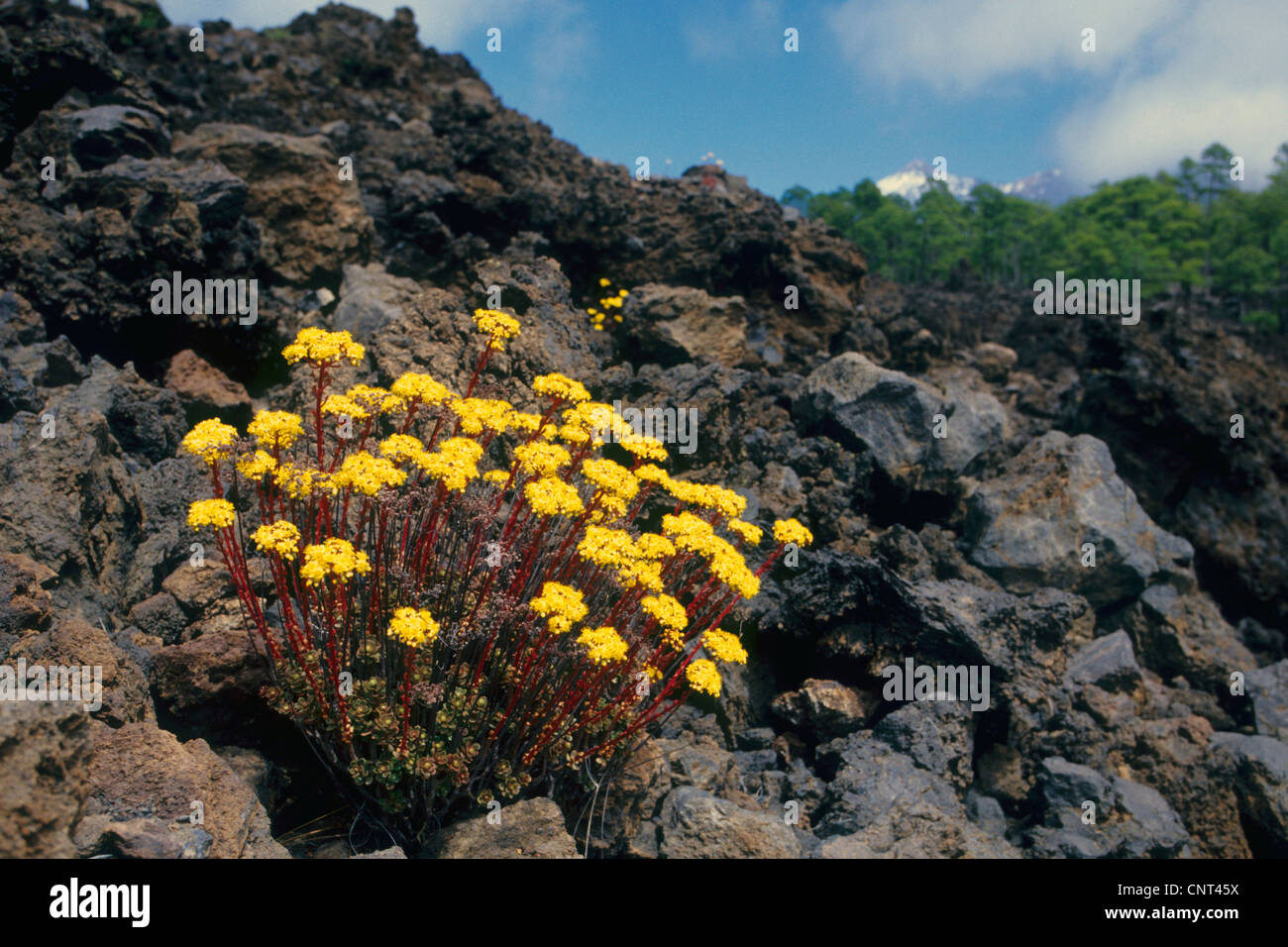 Spatulate Aeonium (Aeonium spathulatum), on lava stones in the mountains of Teneriffa, Canary Islands, Tenerife Stock Photo