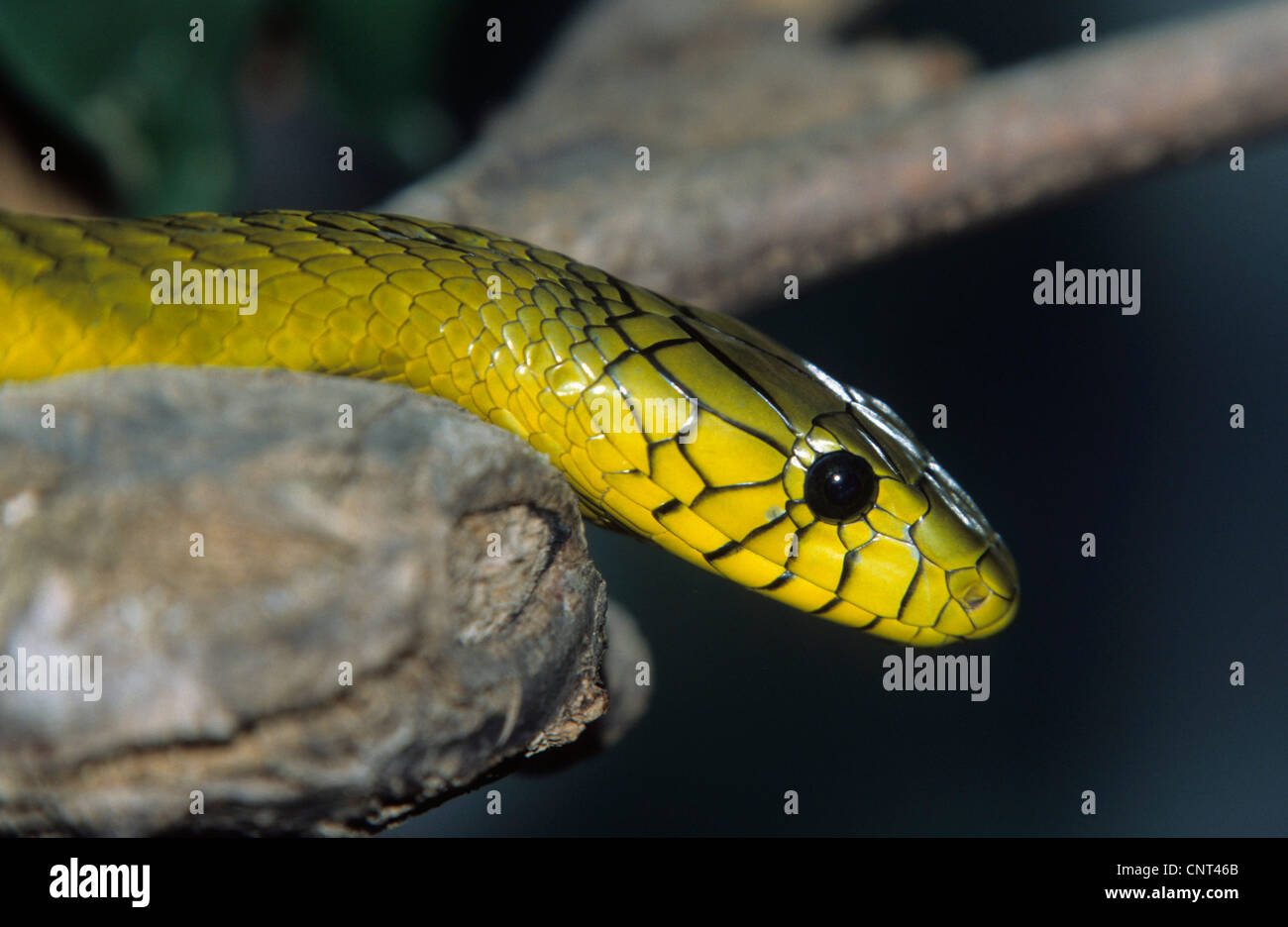 green mamba, western green mamba (Dendroaspis viridis), portrait Stock ...