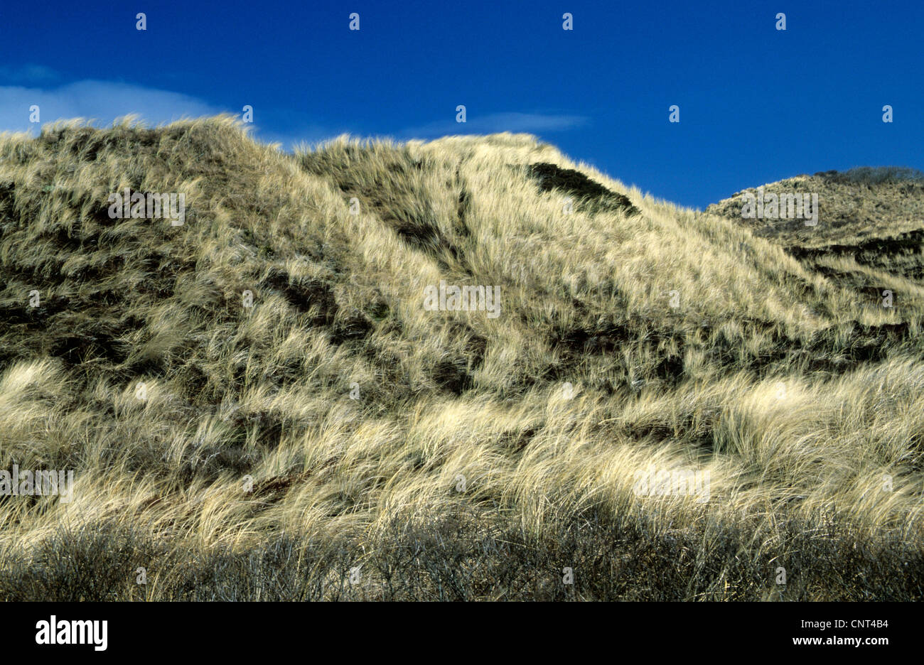 beach grass, European beachgrass, marram grass, psamma, sea sand-reed (Ammophila arenaria), dune (dene) landscape at Bulbjerg, Jammer Bay, Denmark Stock Photo