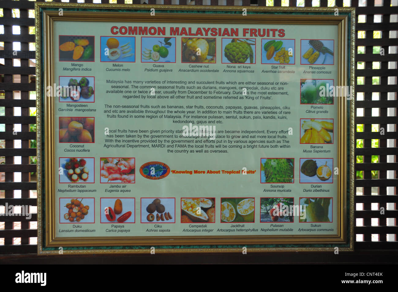 fruit farm ,  kuah, langkawi, malaysia, Stock Photo