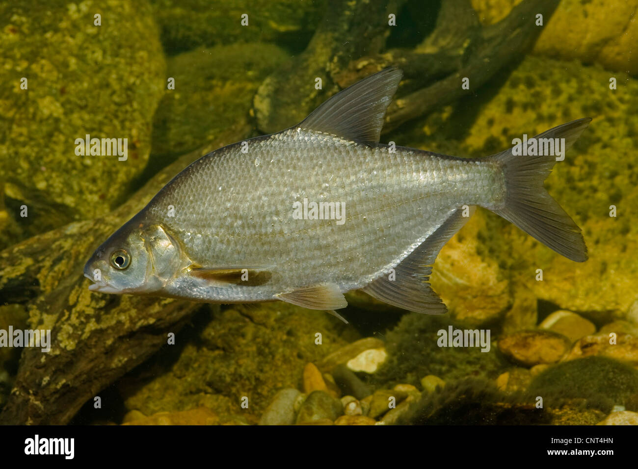 common bream, freshwater bream, carp bream (Abramis brama), 30 cm long, Germany, Bavaria Stock Photo