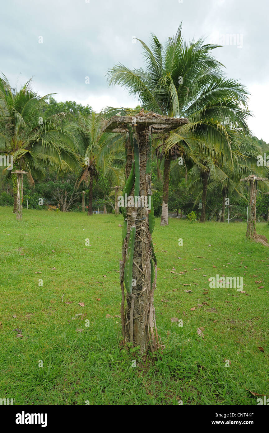 dragonfruit plant , fruit farm, langkawi, kedah , malaysia Stock Photo