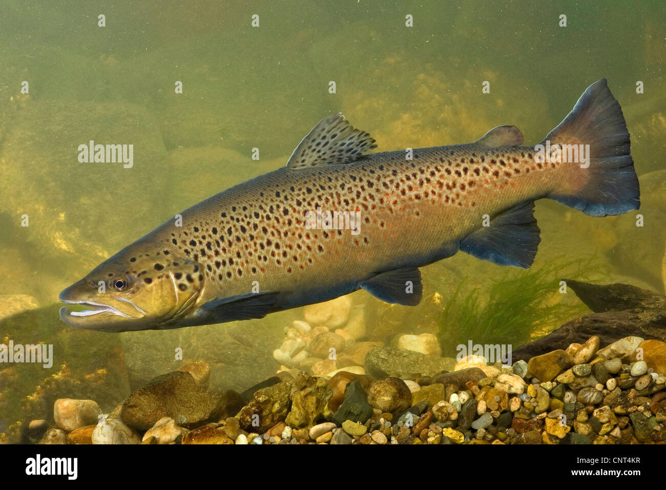 lake trout (Salmo trutta lacustris), male over breeding ground, Germany, Bavaria Stock Photo