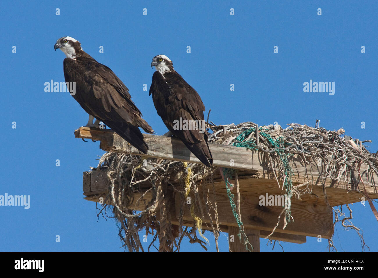 osprey, fish hawk (Pandion haliaetus), couple at nest on artifical nesting aid, Mexico, Sonora, Golf von Kalifornien, Puerto Peasco Stock Photo