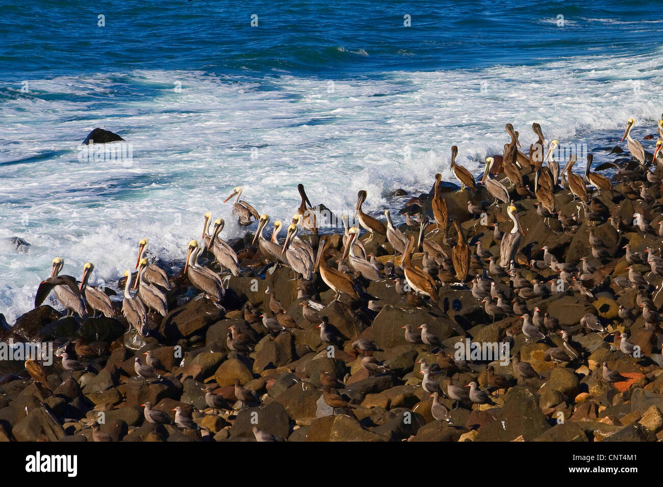 brown pelican (Pelecanus occidentalis), many adults and juveniles on rocky coast, Mexico, Sonora, Golf von Kalifornien, Puerto Pe�asco Stock Photo