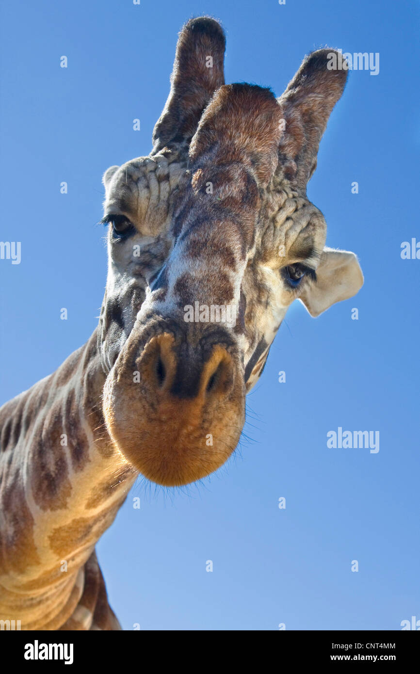 giraffe (Giraffa camelopardalis), portrait, from below Stock Photo