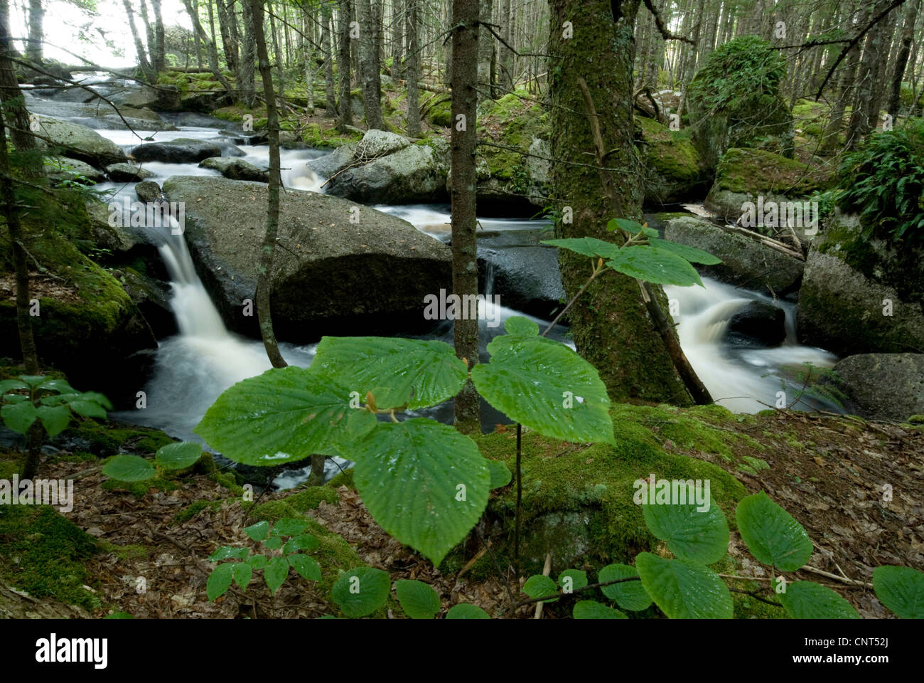 cascades at a pittoresque forest creek, Canada, Nova Scotia Stock Photo
