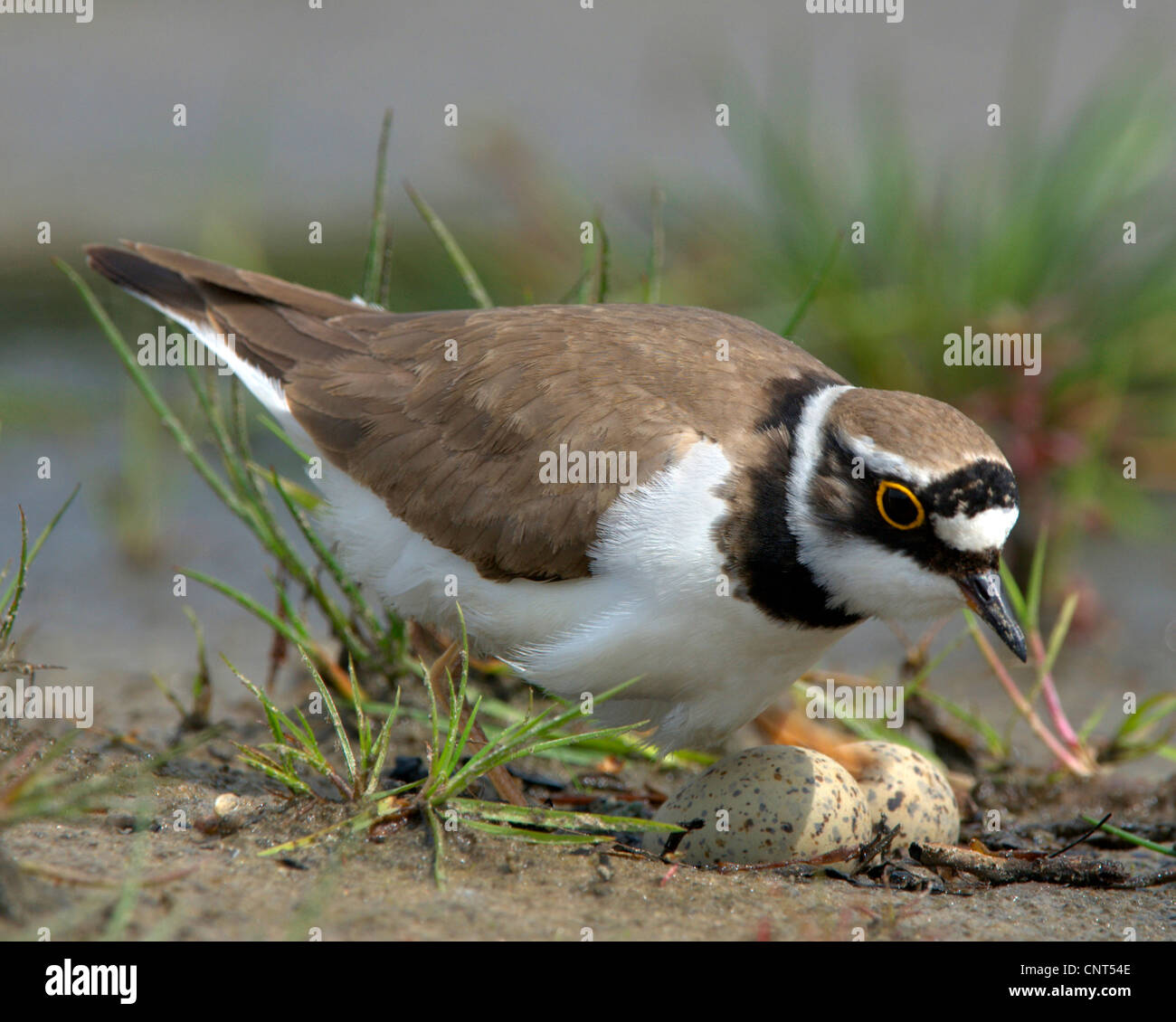 Plovers birds shorebird shorebirds nest egg hi-res stock photography ...