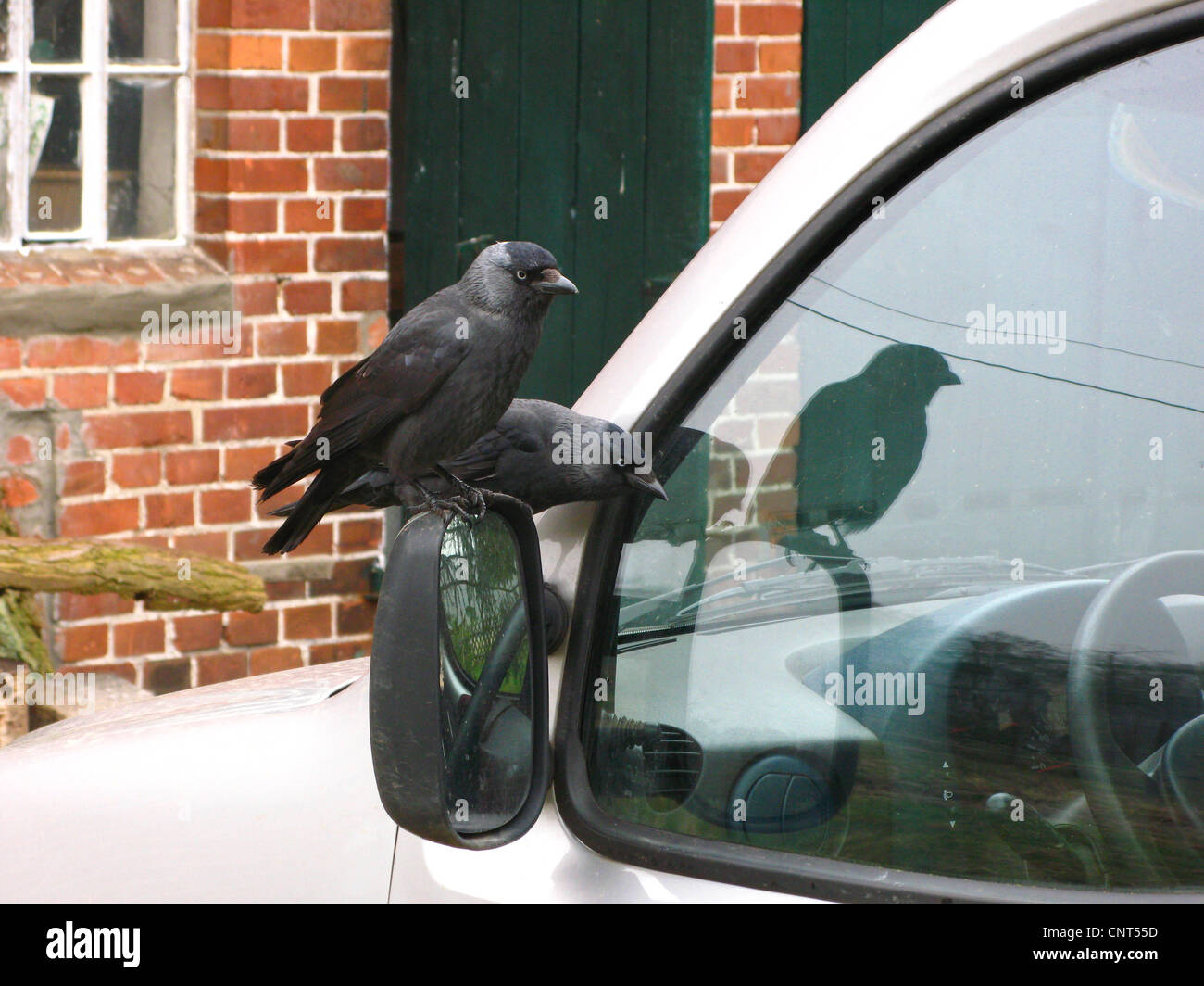 jackdaw (Corvus monedula), two birds on the door mirror of a car Stock Photo