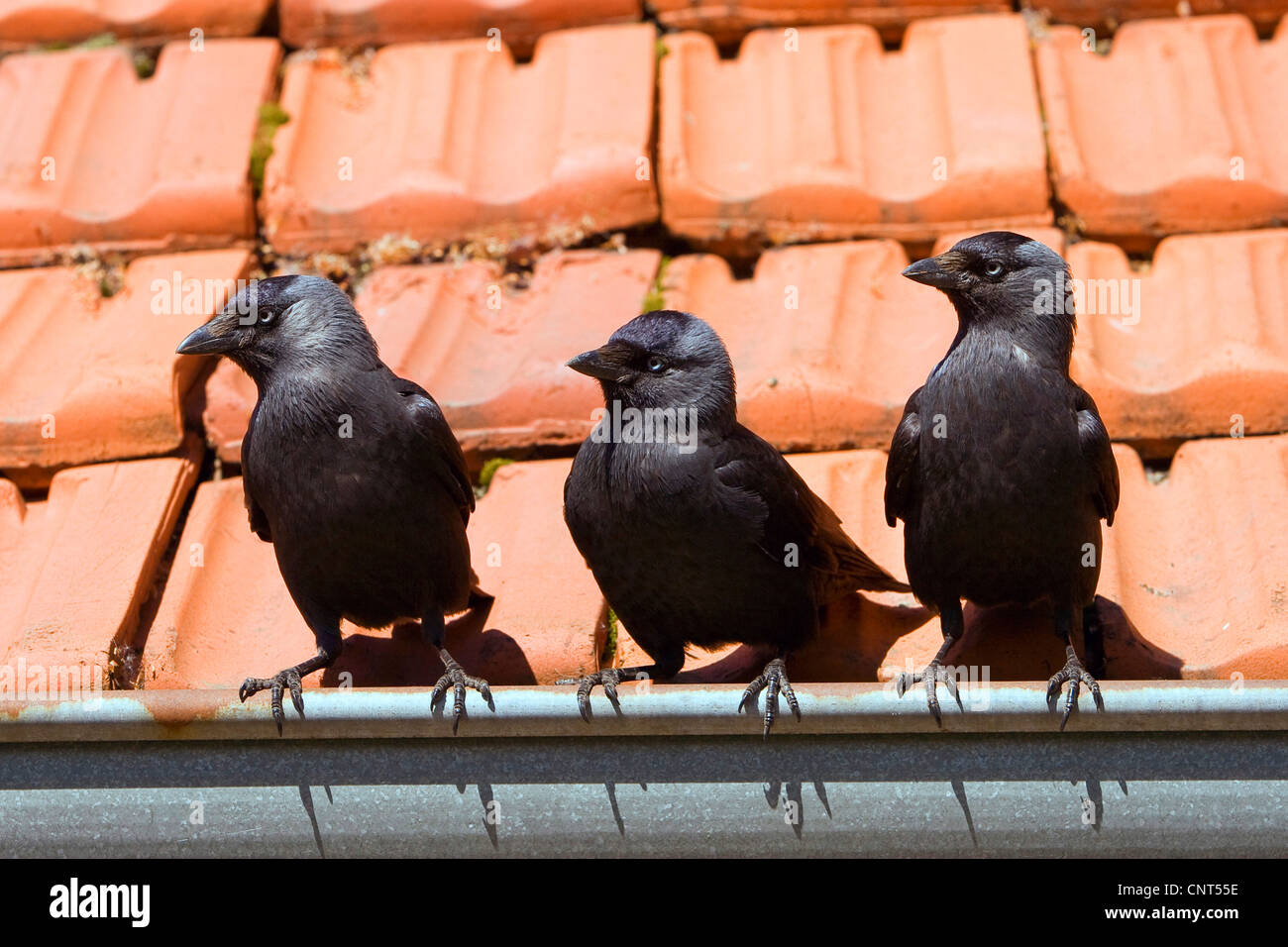 jackdaw (Corvus monedula), three individuals on roof Stock Photo
