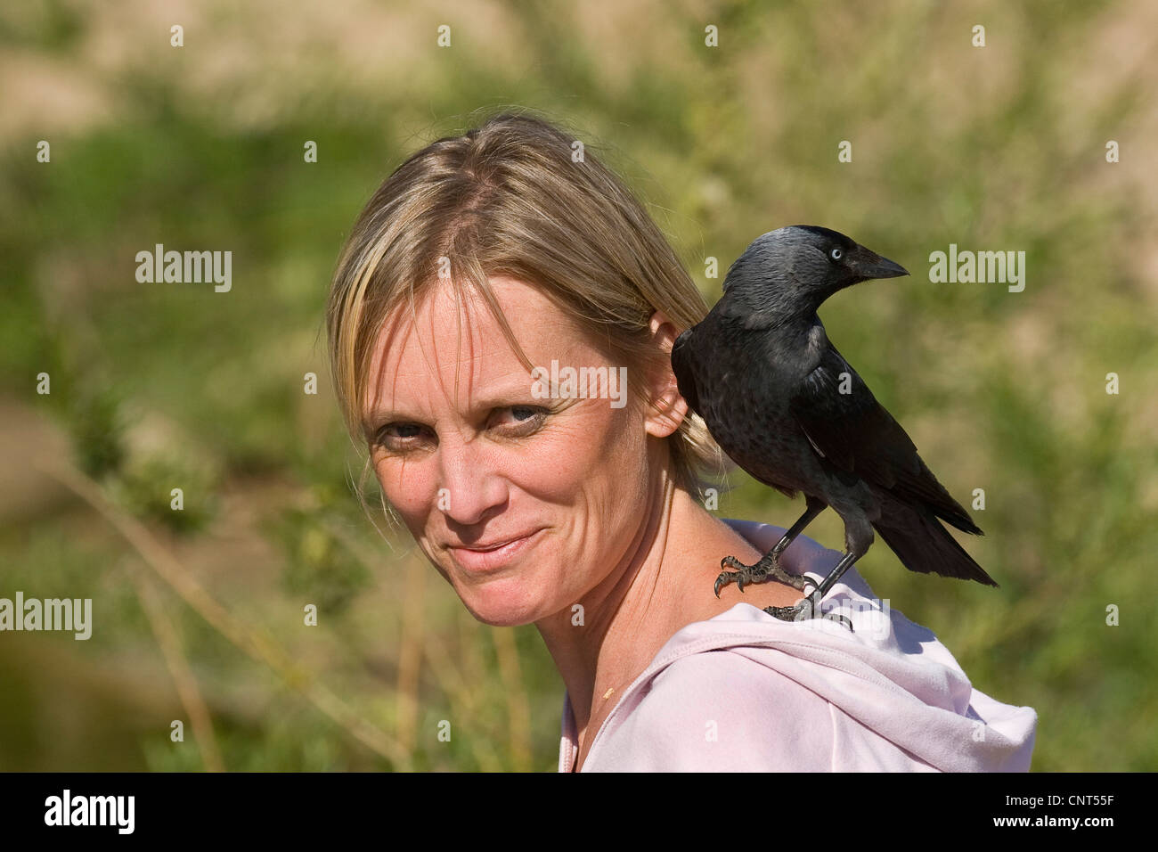 jackdaw (Corvus monedula), confiding individual on the shoulder of a woman Stock Photo