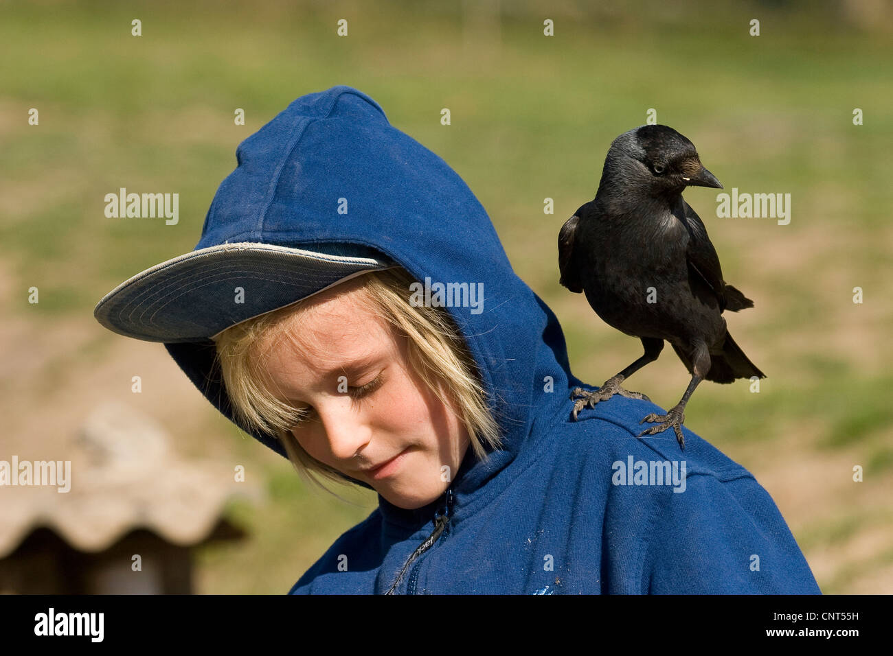 jackdaw (Corvus monedula), confiding individual on the shoulder of a boy Stock Photo