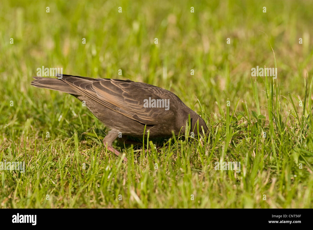 common starling (Sturnus vulgaris), juvenil looking for something to eat in the lawn Stock Photo