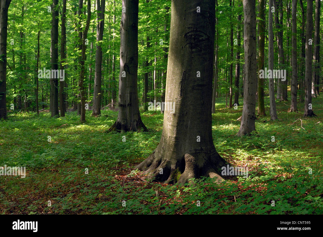 common beech (Fagus sylvatica), beech forest with diffused incidence of light in summer, Germany, Thueringen, Hainich National Park Stock Photo
