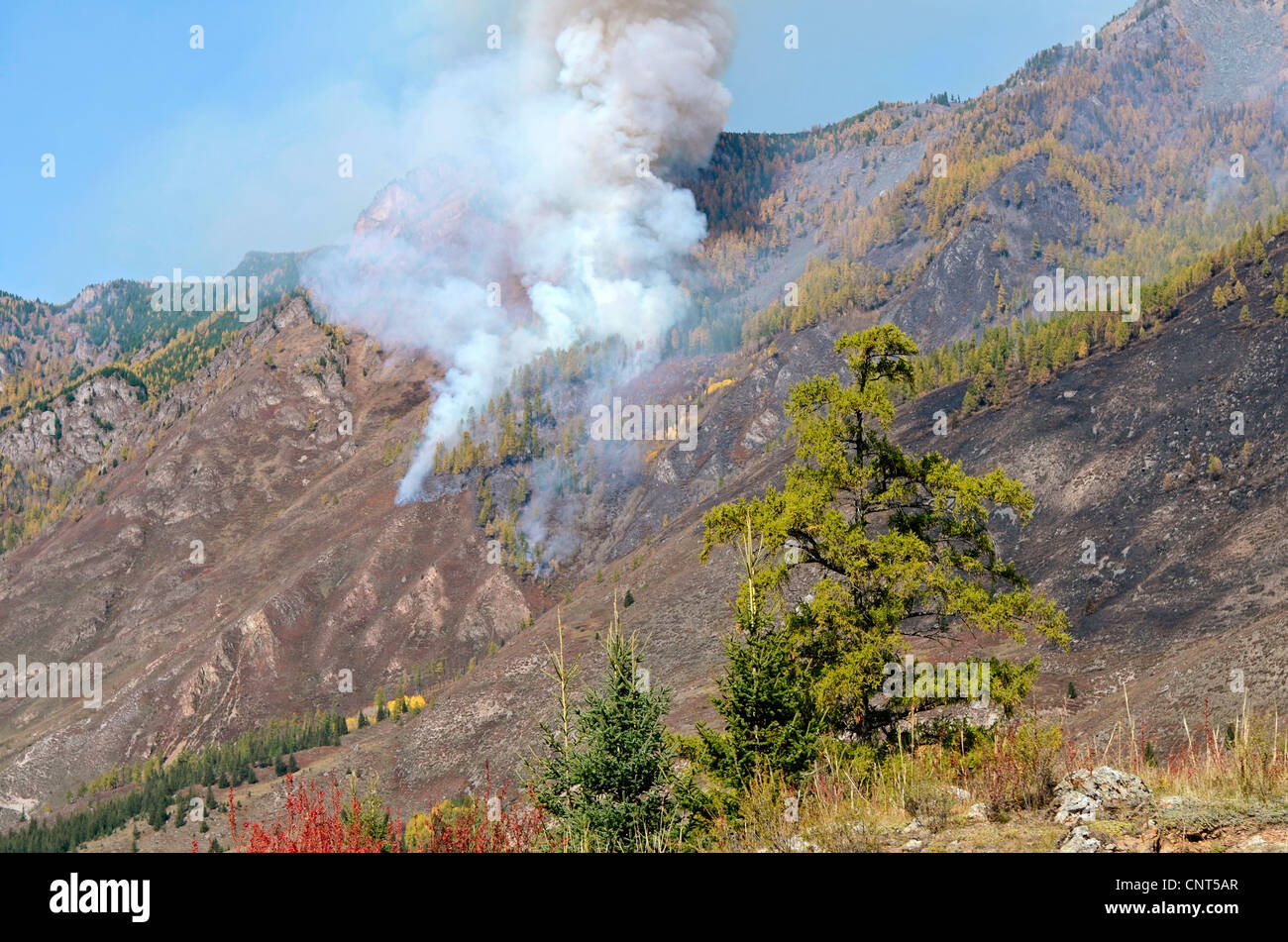 Forest fire on the sloppes of Altai Mountains, Siberia, Russia Stock Photo