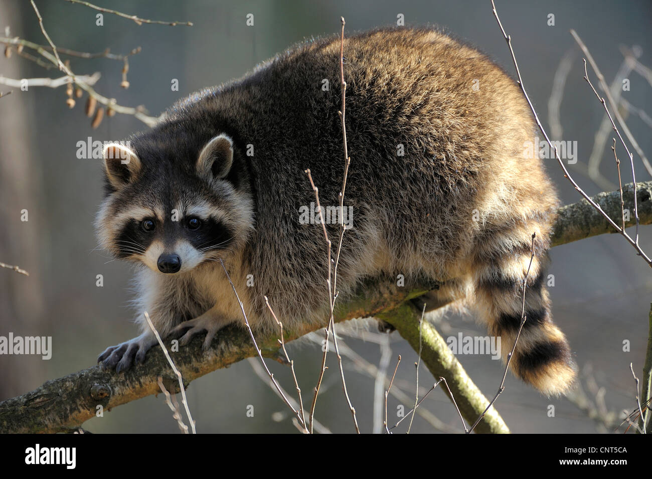 Raccoon Side View High Res