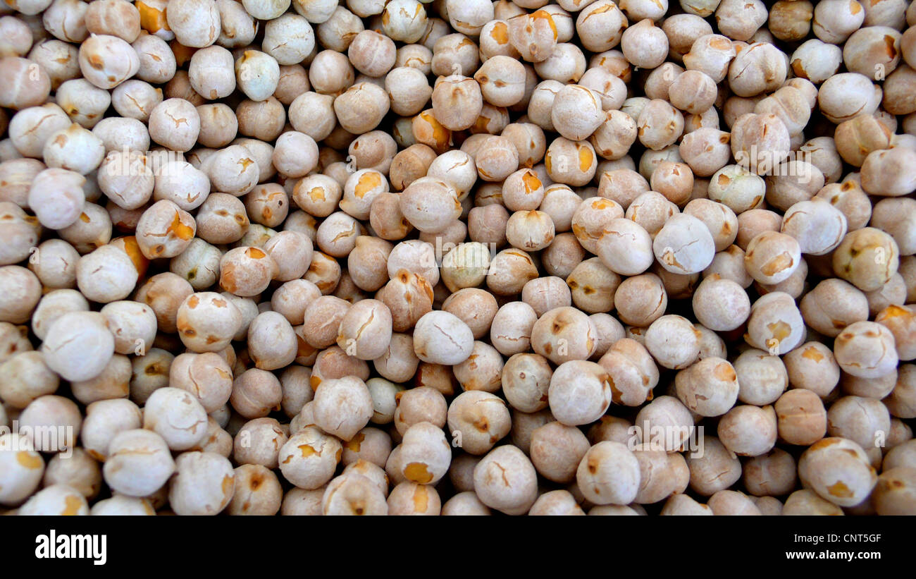 bush garbanzo bean, chickpea (Cicer arietinum), garbanzos Stock Photo