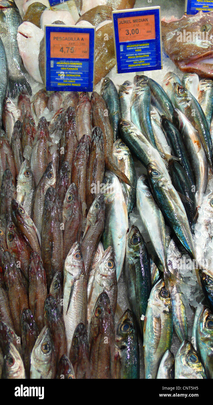 edible fishes from USA on a market in Alcudia, Spain, Balearen, Majorca, Alcudia Stock Photo