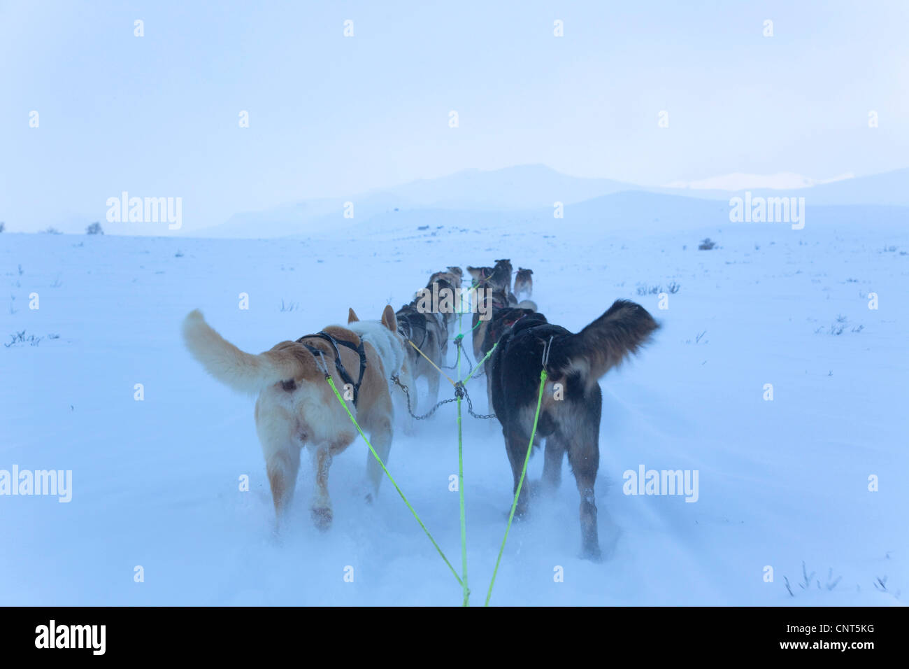 domestic dog (Canis lupus f. familiaris), dog sled with 14 dogs in snow landscape, view from sled over the dogs to Snohetta, Norway, Dovrefjell Sunndalsfjella National Park Stock Photo