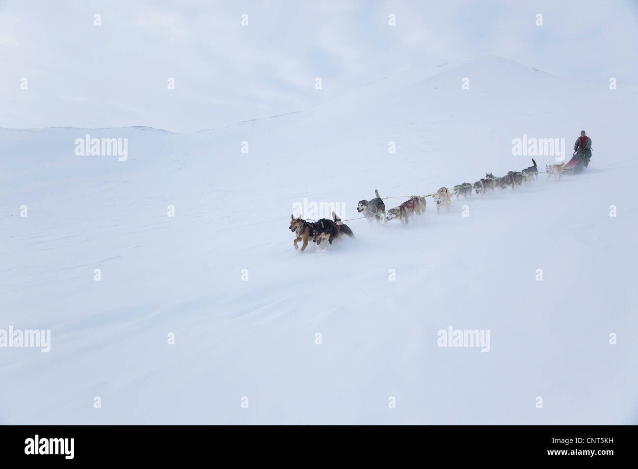 domestic dog (Canis lupus f. familiaris), dog sled with 14 dogs in snow landscape, Norway, Dovrefjell Sunndalsfjella National Park Stock Photo