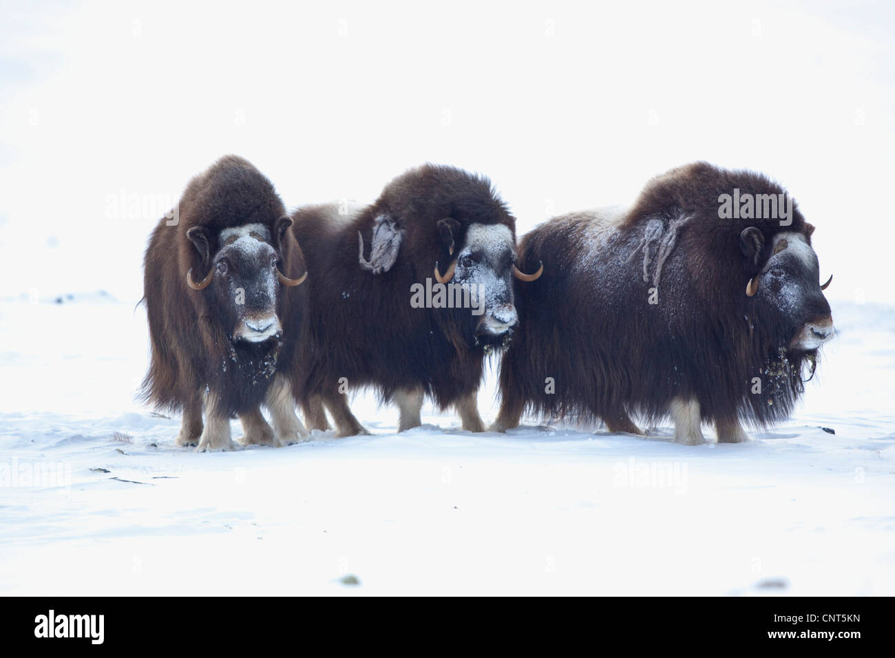 muskox (Ovibos moschatus), little herd in the snow with icy faces, Norway, Dovrefjell Sunndalsfjella National Park Stock Photo