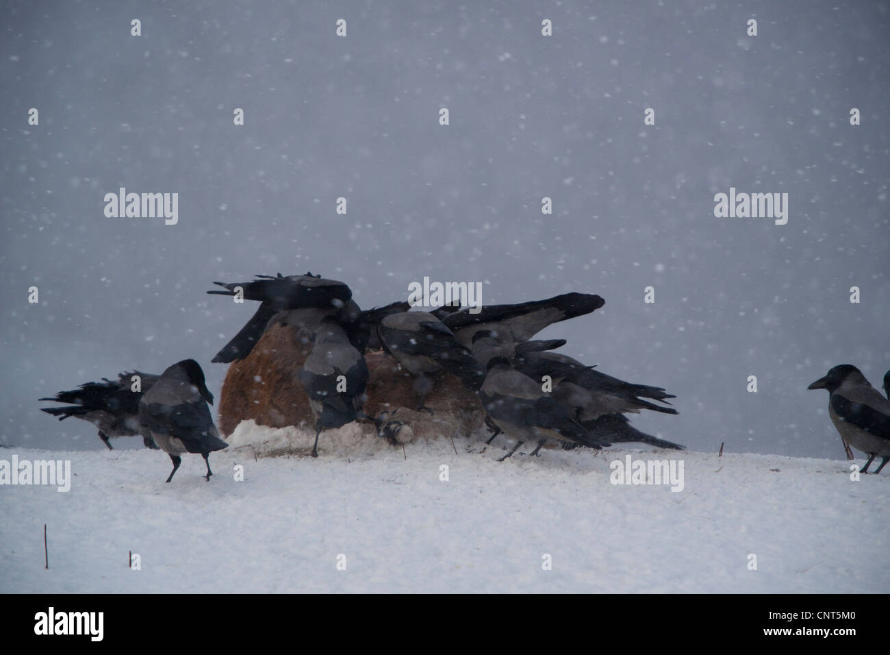 hooded crow (Corvus corone cornix), flock of crows at cadaver in snow, Norway Stock Photo