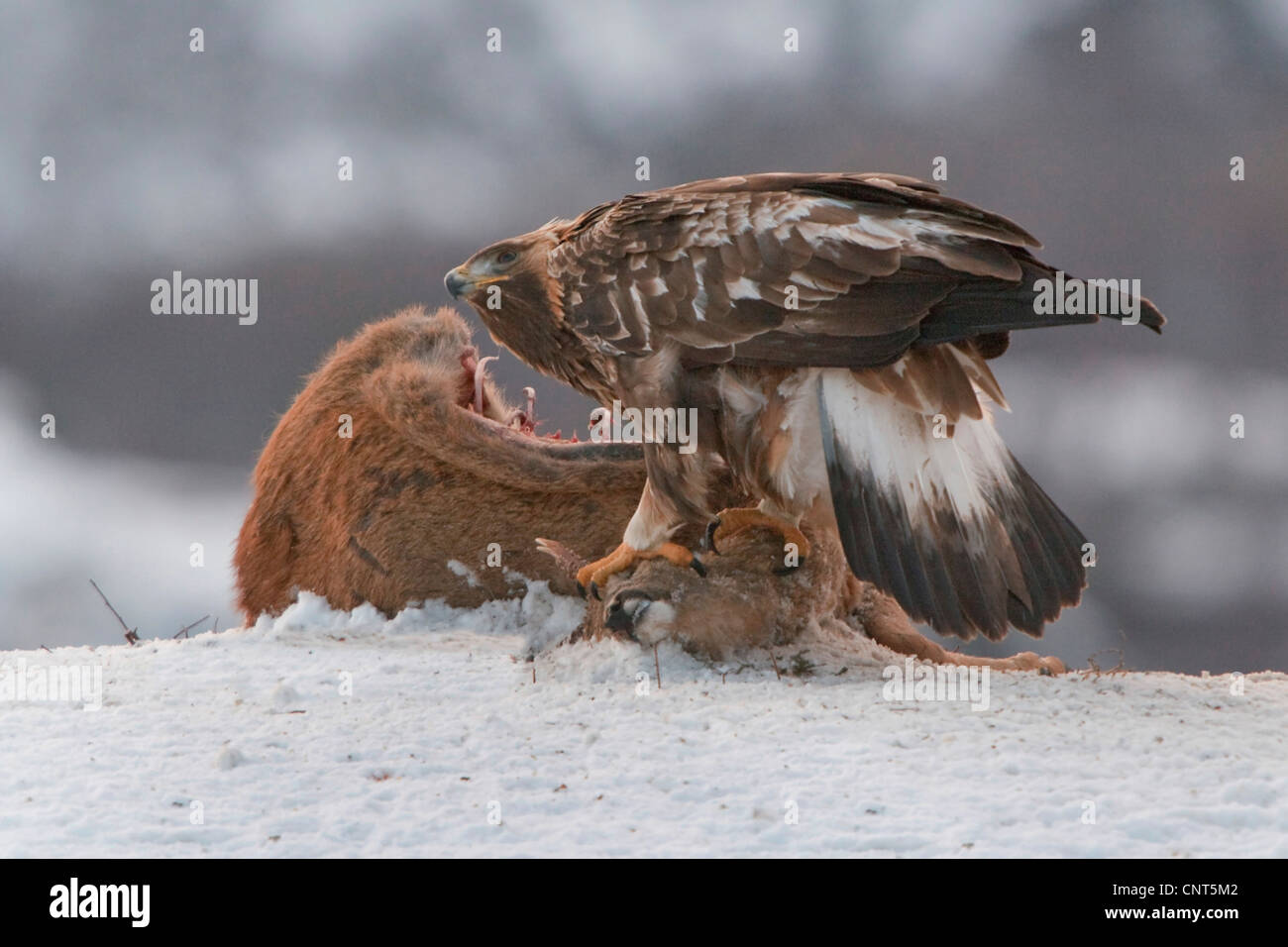 golden eagle (Aquila chrysaetos), feeding on roe deer, Norway Stock Photo
