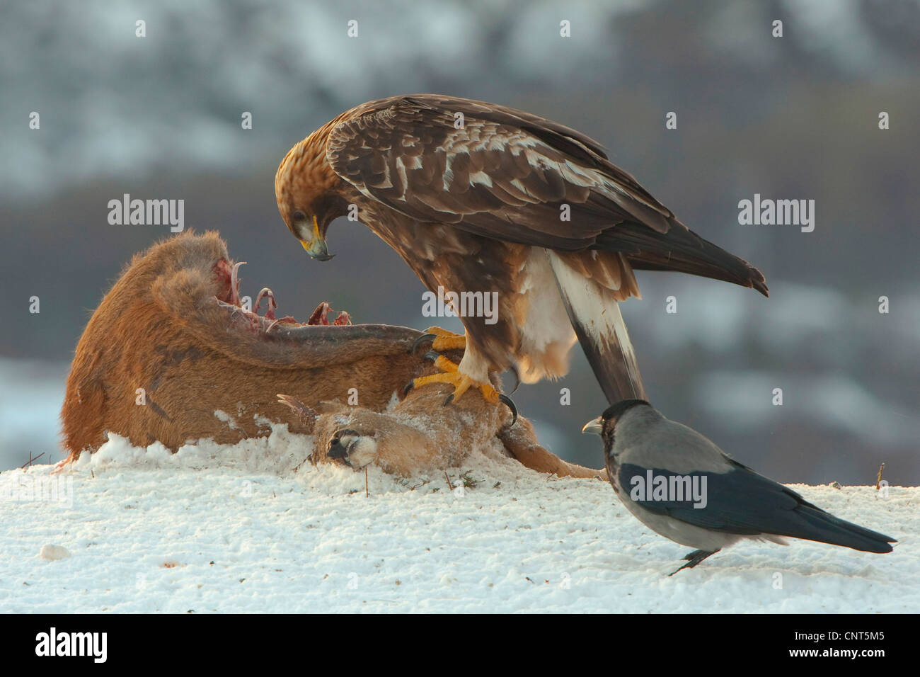 golden eagle (Aquila chrysaetos), feeding on roe deer; with crow, Norway Stock Photo