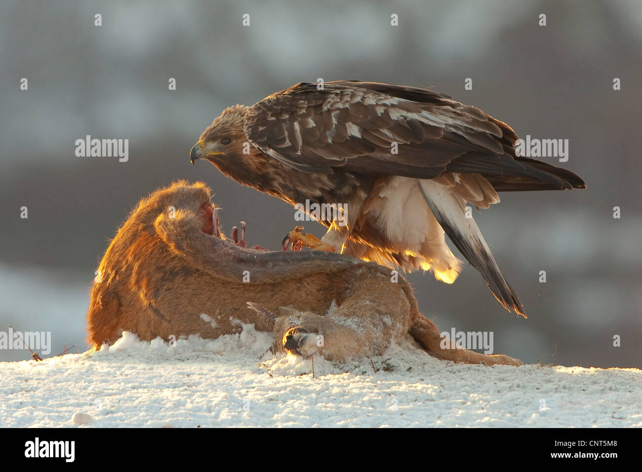 golden eagle (Aquila chrysaetos), feeding on roe deer, evening light, Norway Stock Photo