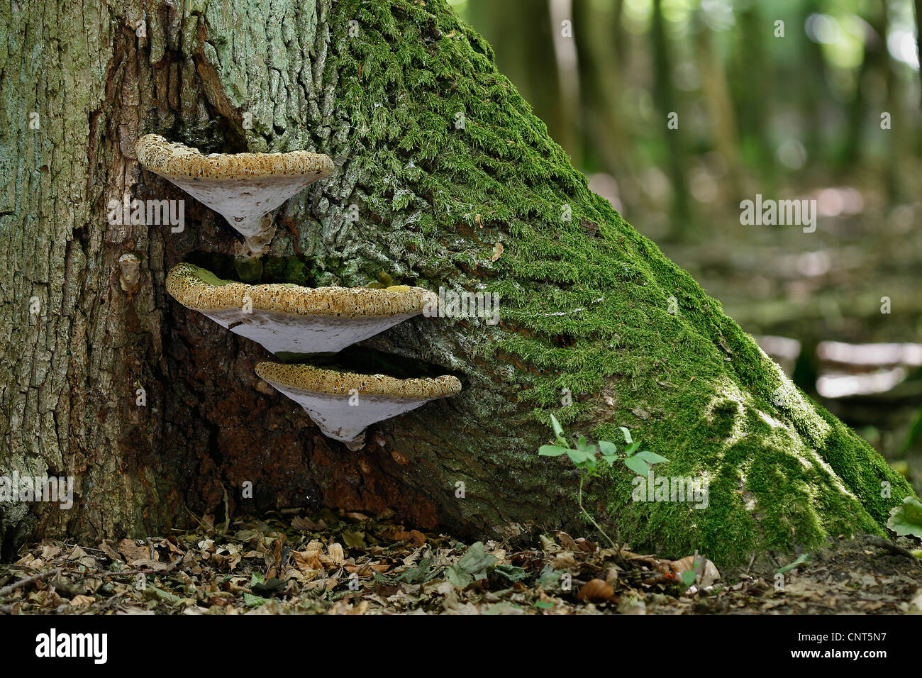 oak bracket (Inonotus dryadeus), growing on an old oak stem, Germany, Hesse Stock Photo