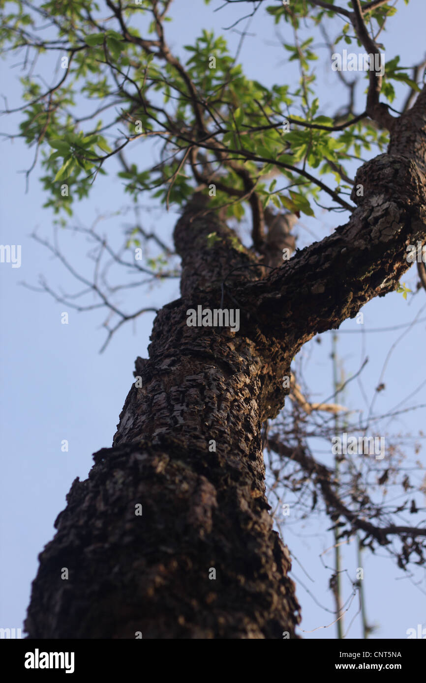 Standing tree trunk hi-res stock photography and images - Alamy