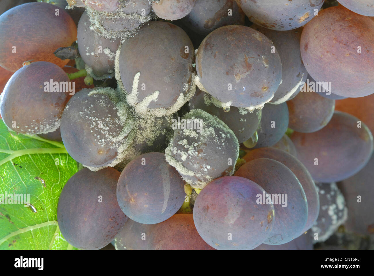grape (Vitis spec.), red grapes with noble rot Botrytis cinerea, Germany, Rhineland-Palatinate Stock Photo