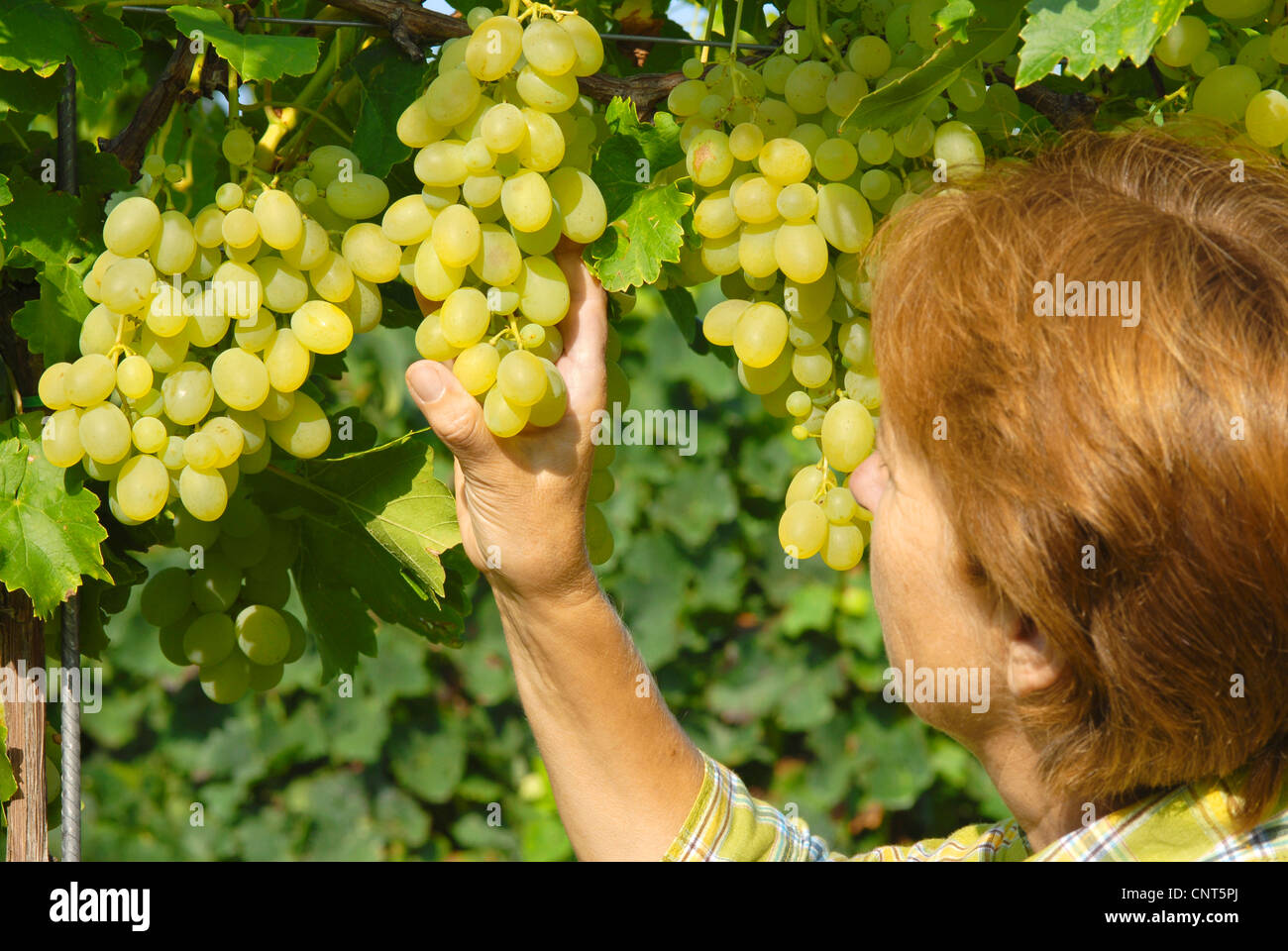 grape (Vitis spec.), sort Suzi, female vine dresser harvesting, Germany