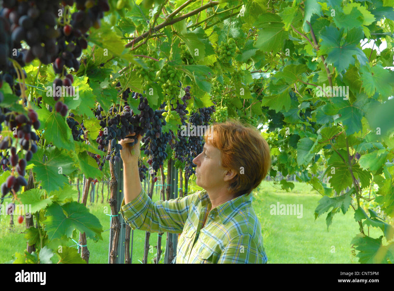 grape (Vitis spec.), female vine dresser checking the grapes, Germany, RhinelandPalatinate