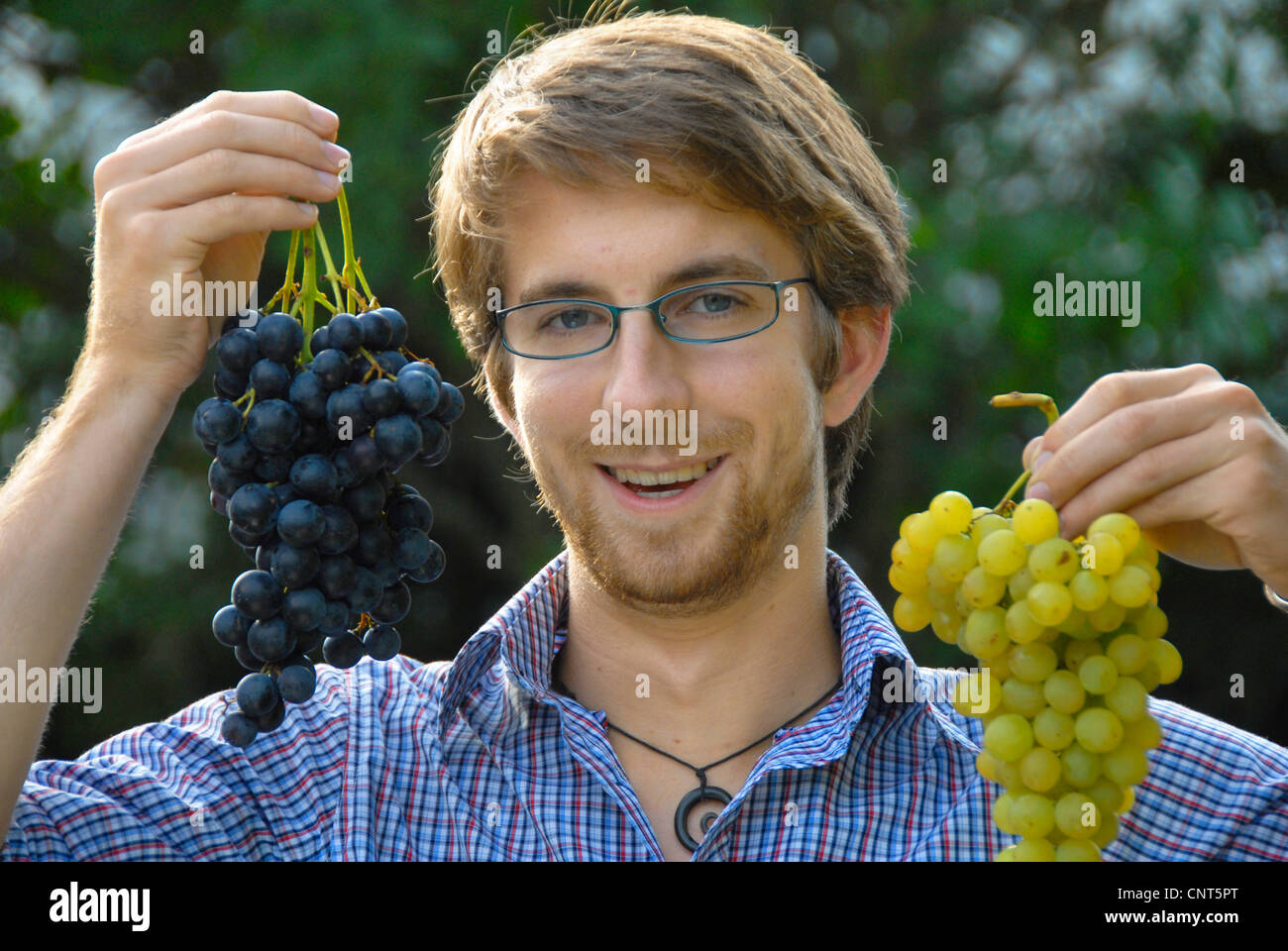 young vine dresser holding bunches of blue and green grapes, Germany, RhinelandPalatinate