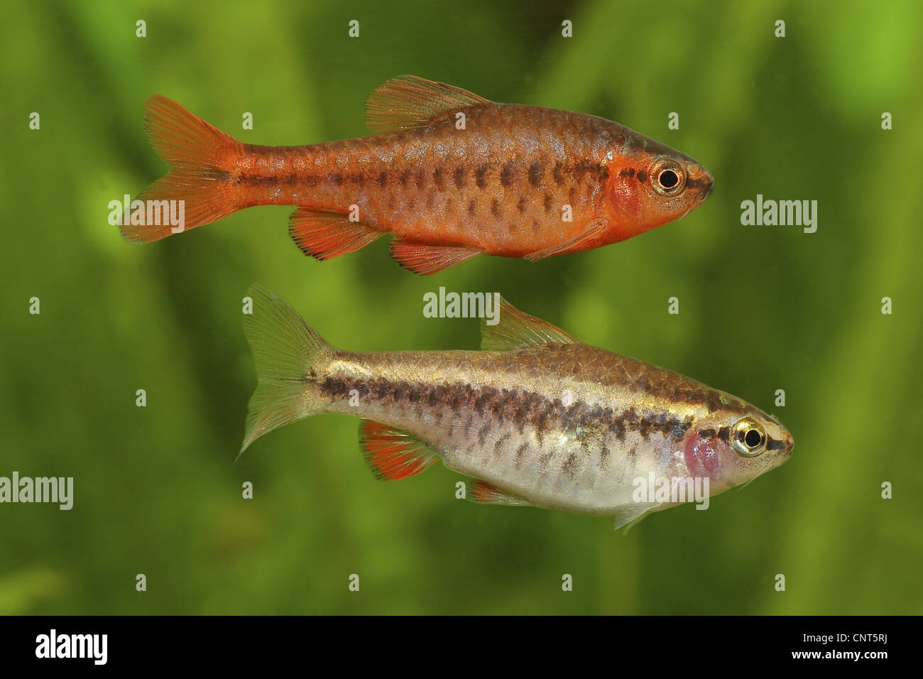 cherry barb (Puntius titteya, Barbus titteya), male and female with nuptial colouration Stock Photo