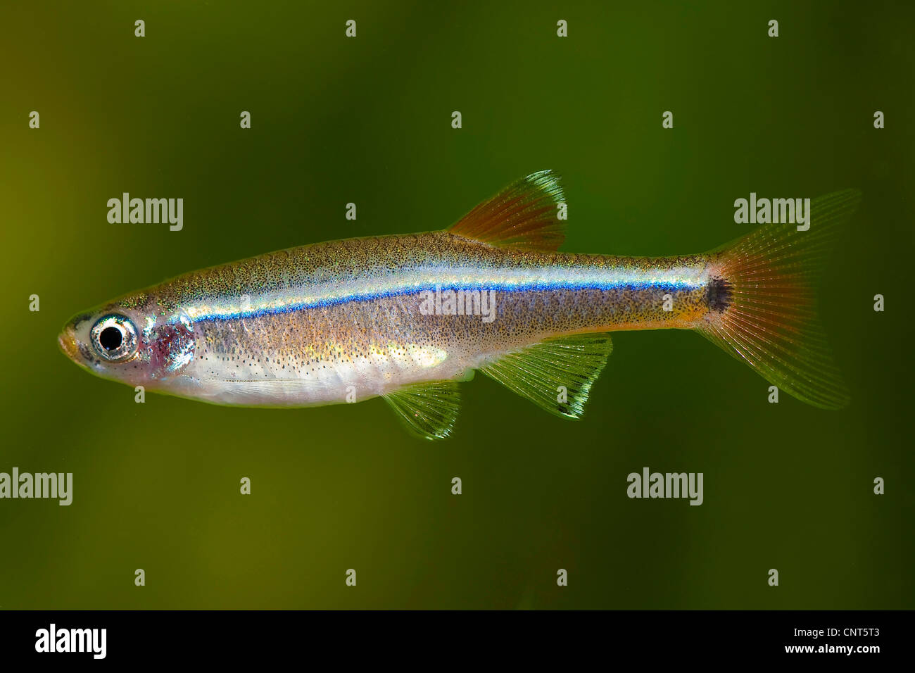 Tanichthys albonubes (Tanichthys albonubes), female Stock Photo