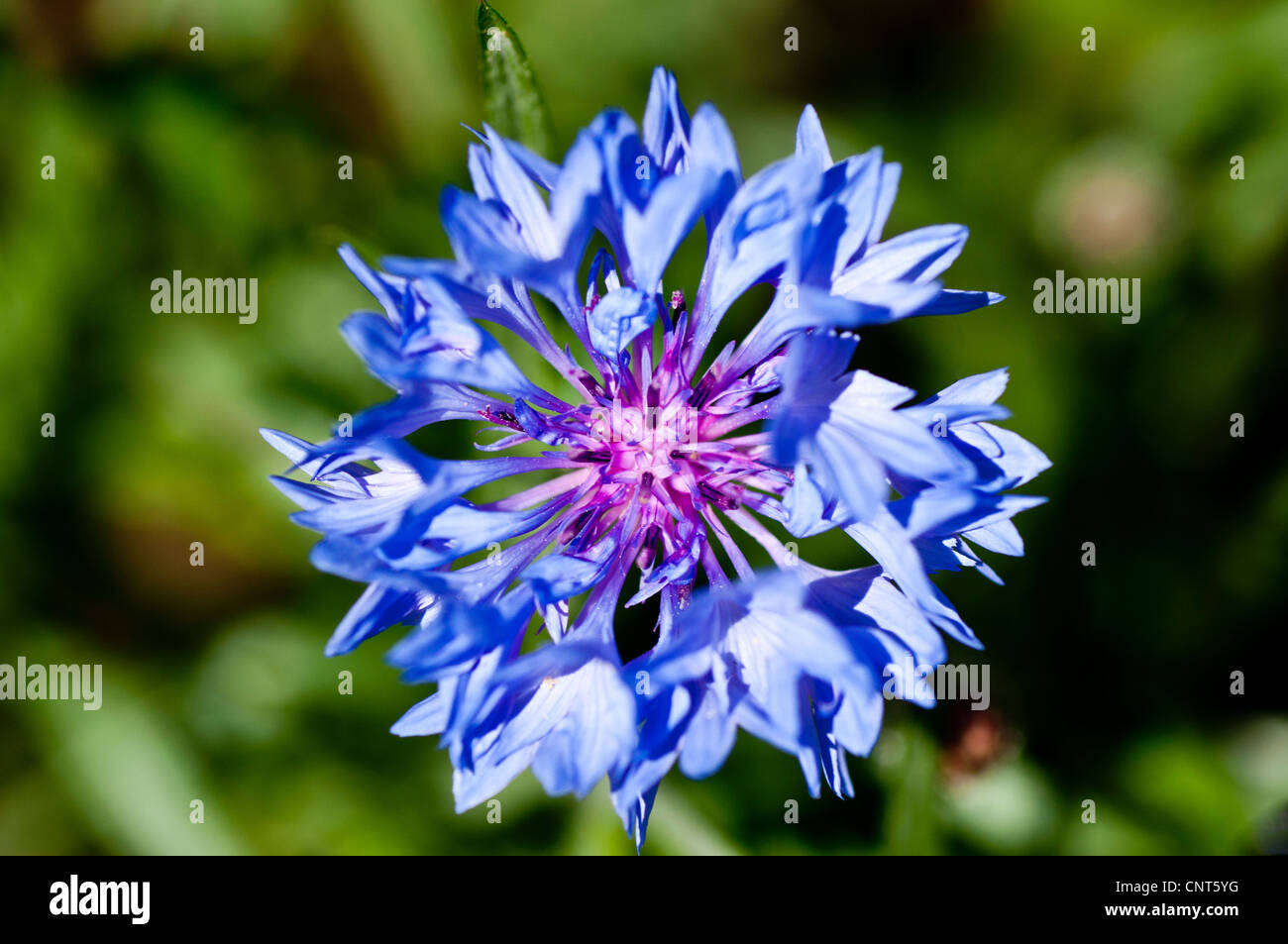 Blue Cornflower, Centaurea cyanus, Bachelors button, Bluebottle, Boutonniere flower, Hurtsickle, Cyani flower Stock Photo