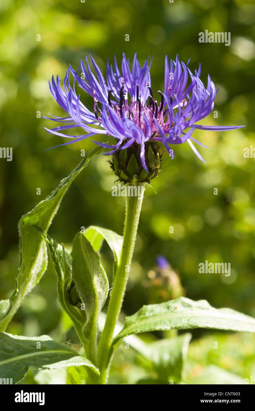 Perennial Cornflower, Mountain Cornflower, Bachelors Button, Montane