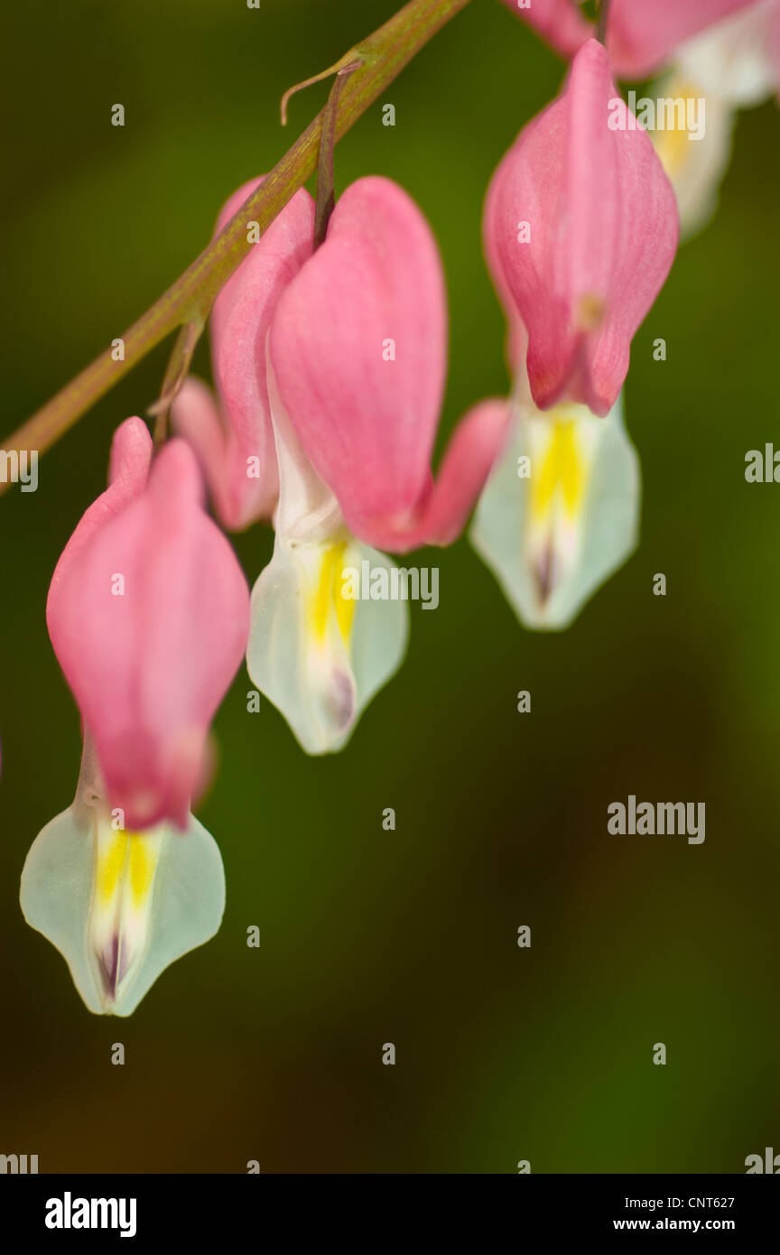 Pink flowers of Dicentra spectabilis, Fumariaceae, oldfashioned
