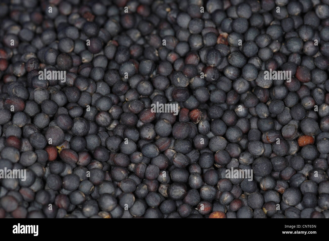 rape, turnip (Brassica napus), harvested seeds Stock Photo Alamy