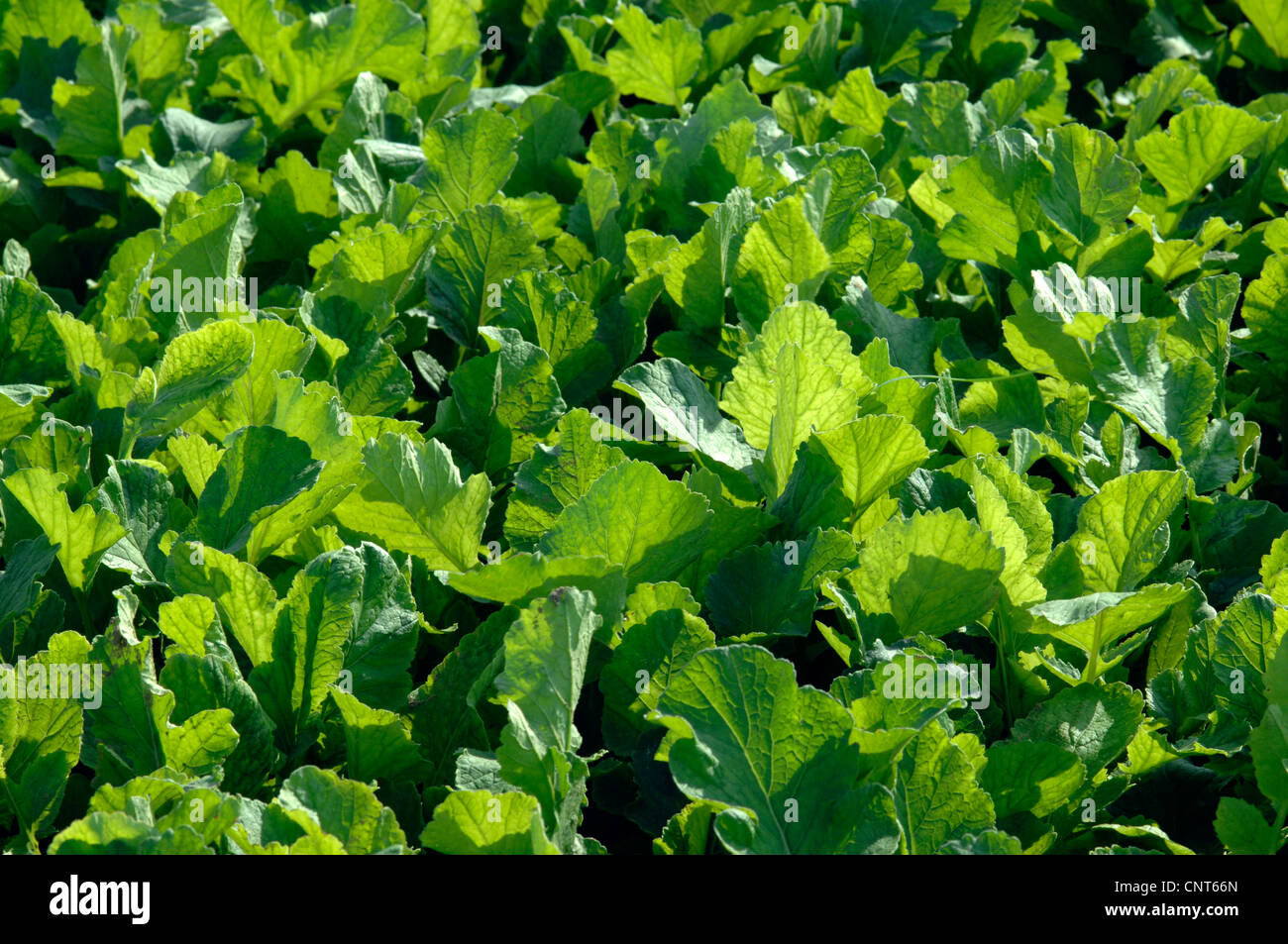 wild radish (Raphanus raphanistrum), green leaves backlit, in a vegetable field, Germany Stock Photo